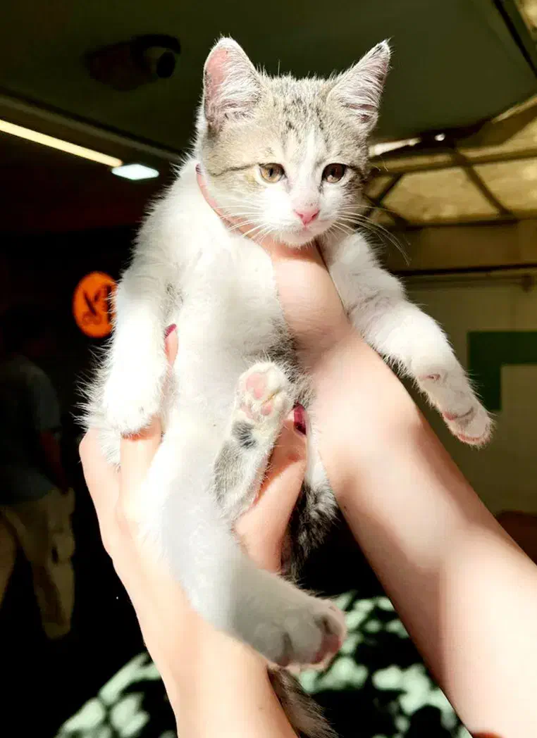 پیشی|گربه|تهران, نیروی هوایی (پیروزی)|دیوار