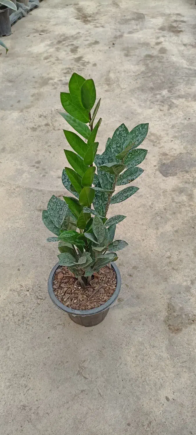 زاموفیلیا سبز|گل و گیاه طبیعی|اسالم, |دیوار