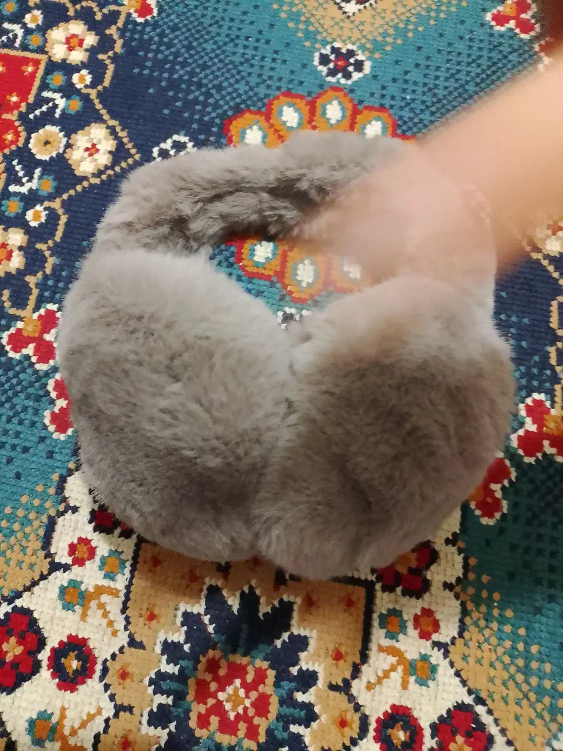 گوشگیر نو|کیف، کفش، کمربند|قم, شهر قائم|دیوار