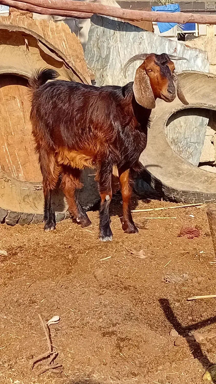 شادگان روستای منصور|حیوانات مزرعه|شادگان, |دیوار
