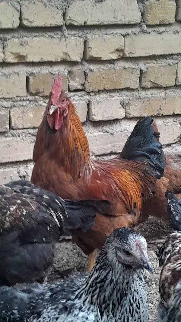 خروس محلی جوان هر کدوم ۳ کیلو گرم|حیوانات مزرعه|قیدار, |دیوار