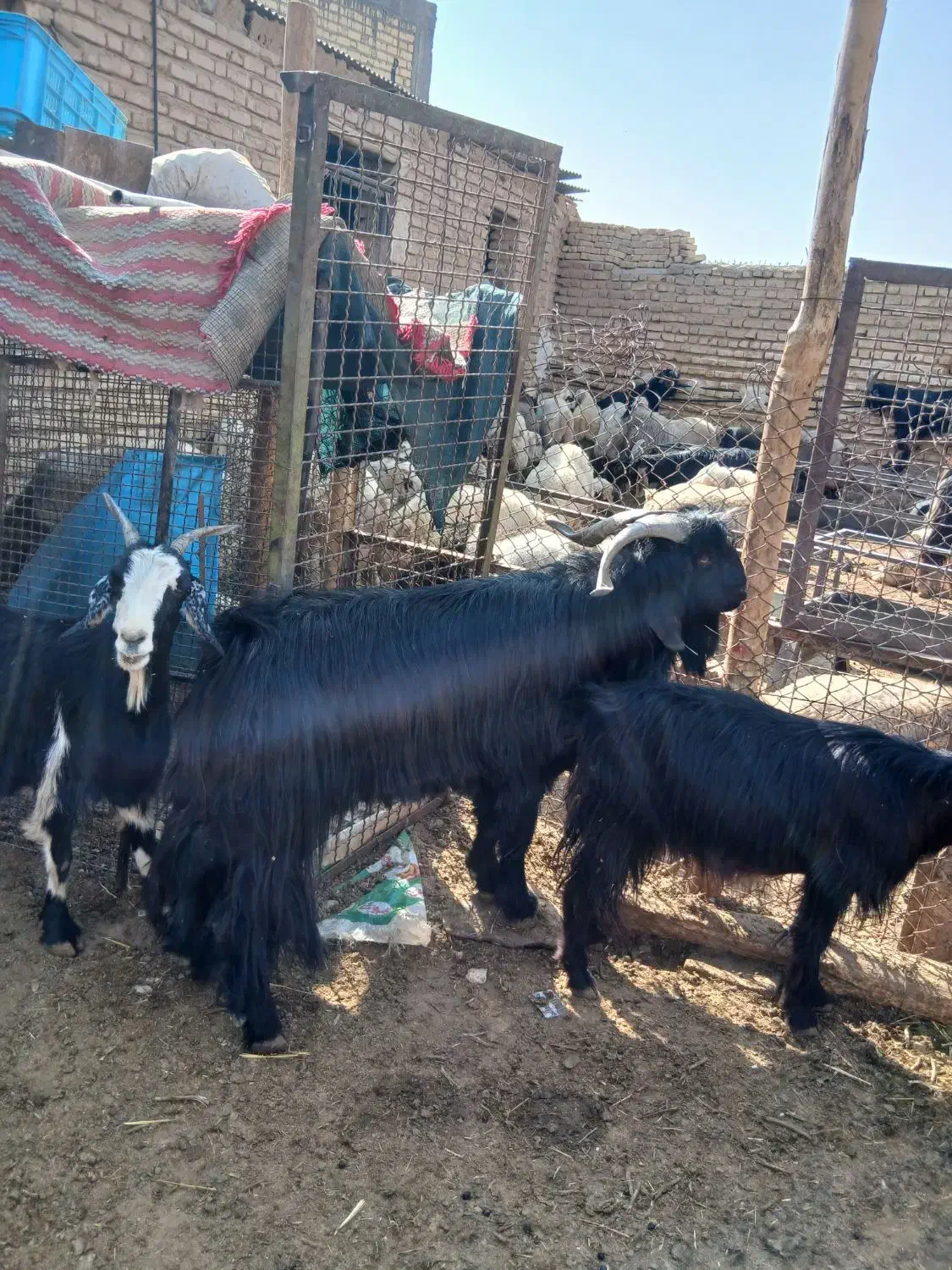 فروش بز آبستن سنگین چنتا ش تا هفت روزیکه میزایند|حیوانات مزرعه|مرودشت, نقش رستم|دیوار