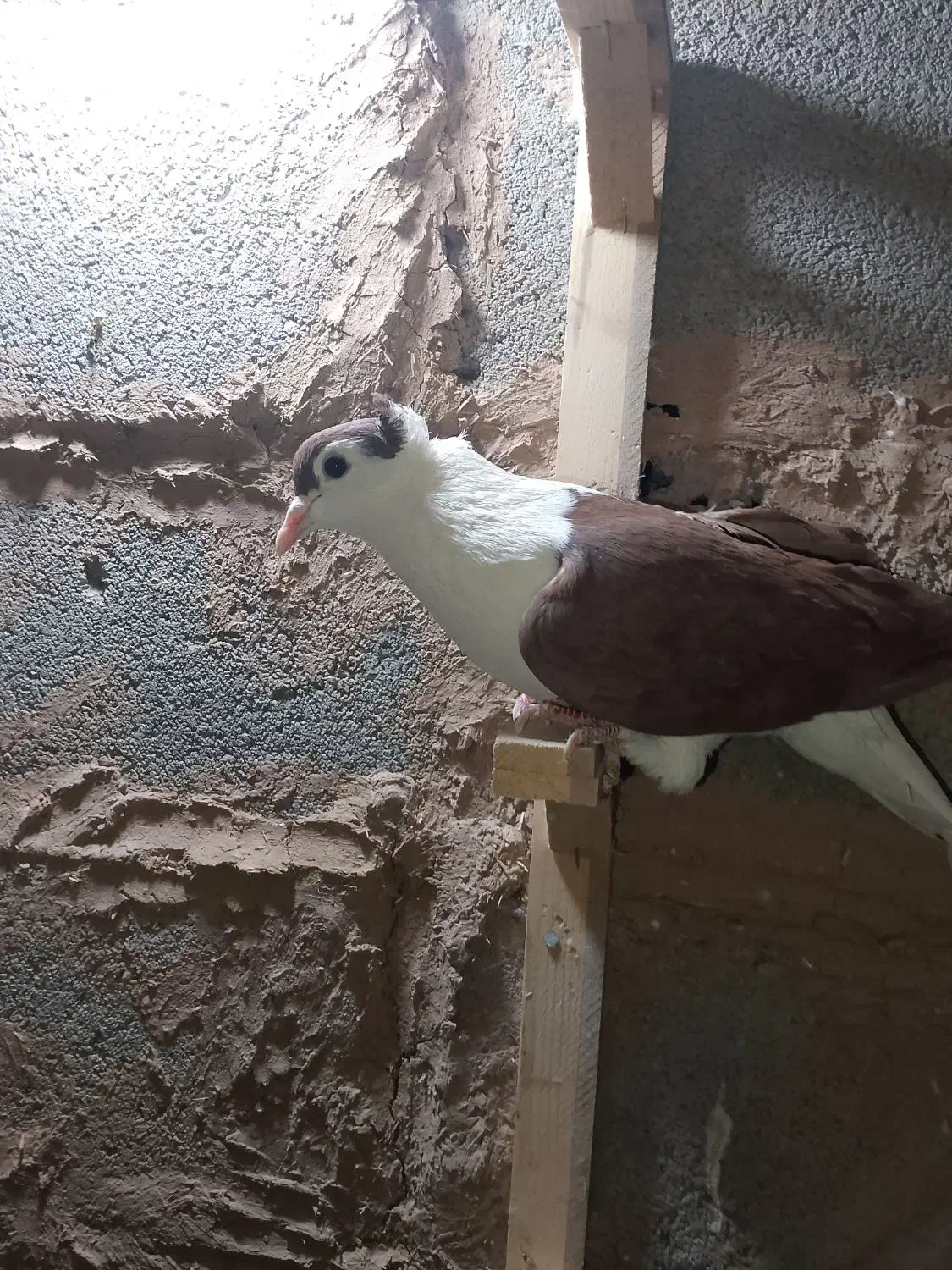 کفتر|پرنده|بوژگان, |دیوار