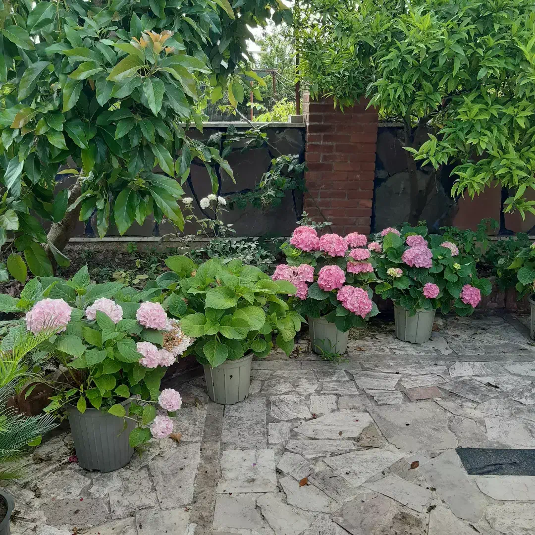 گلهای بیرونی|گل و گیاه طبیعی|نشتارود, |دیوار