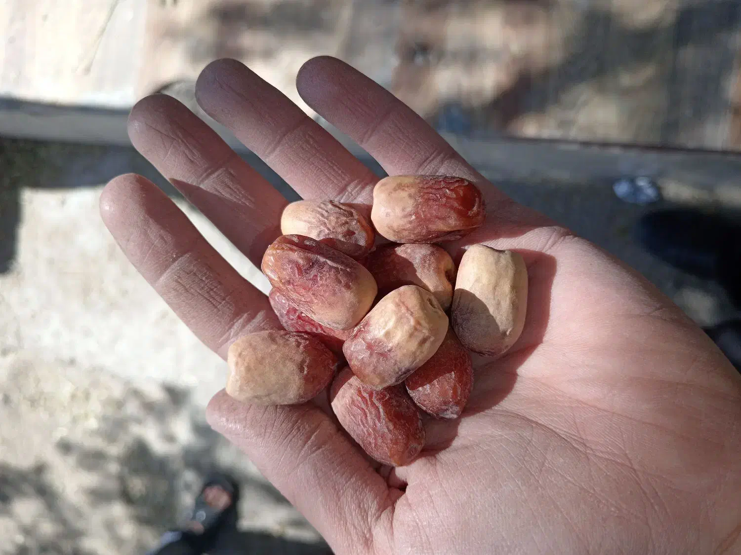 خرما زاهدی فقط 100|خوردنی و آشامیدنی|کوهدشت, |دیوار