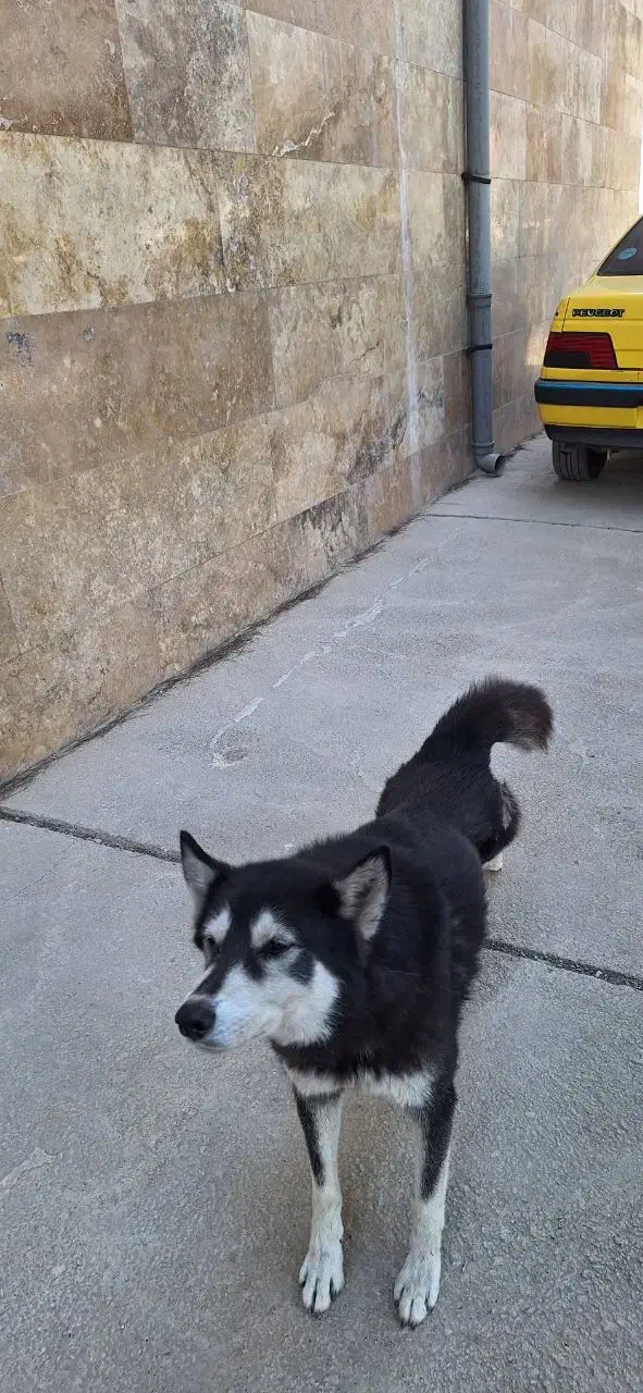 سگ هاسگی|سگ|کهریزک, |دیوار