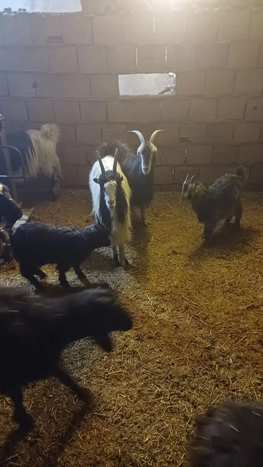 بز و بزغاله|حیوانات مزرعه|لواسان, |دیوار