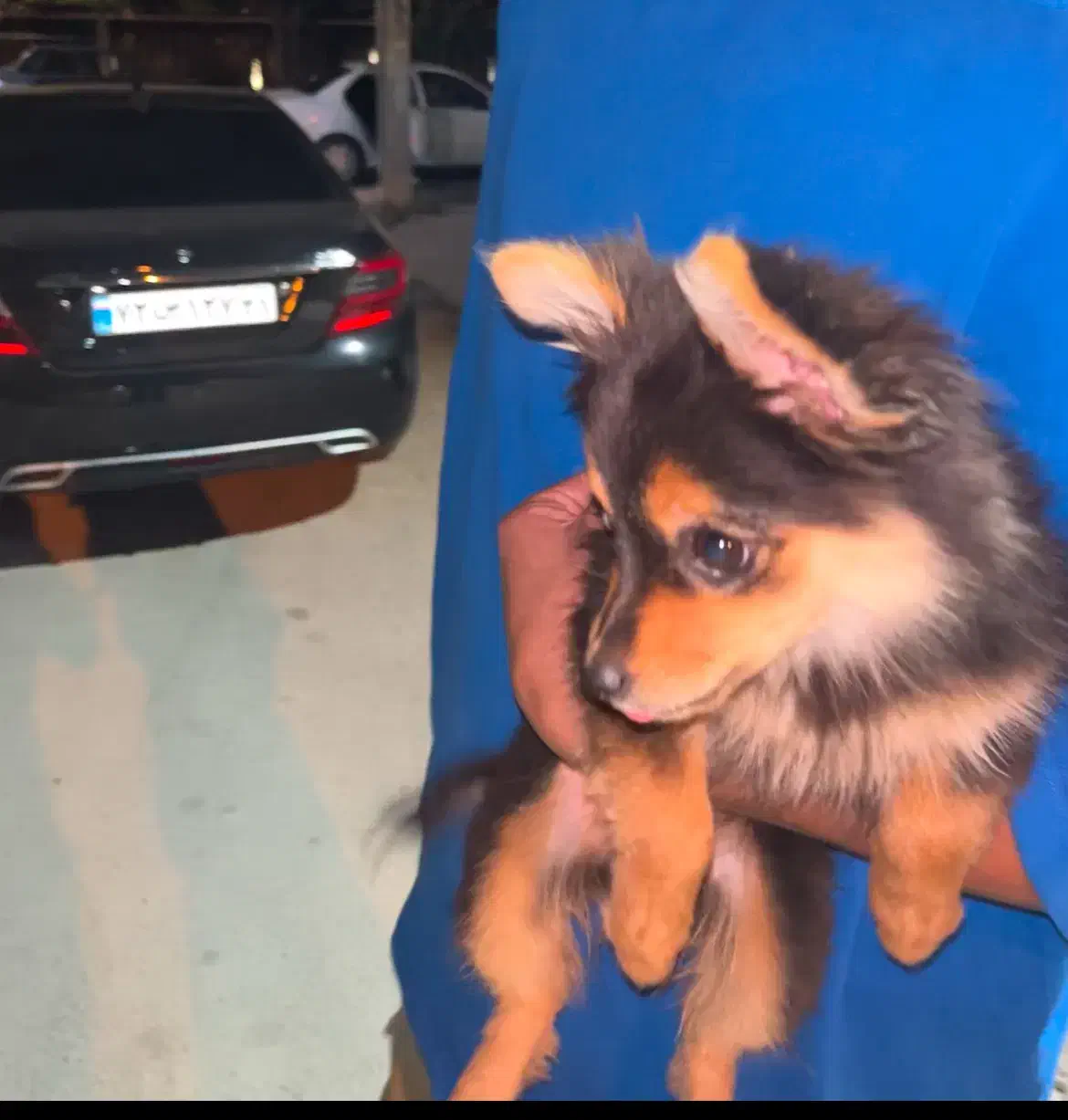 سگ پامر خرسی دزدیده شده|حیوانات|خرم‌آباد, |دیوار