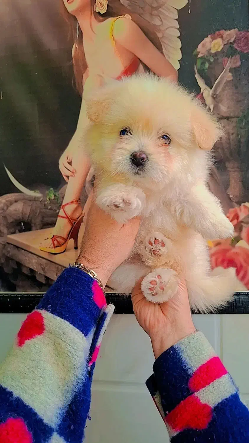 میکس پامر و شیتزو|سگ|رشت, گلسار|دیوار