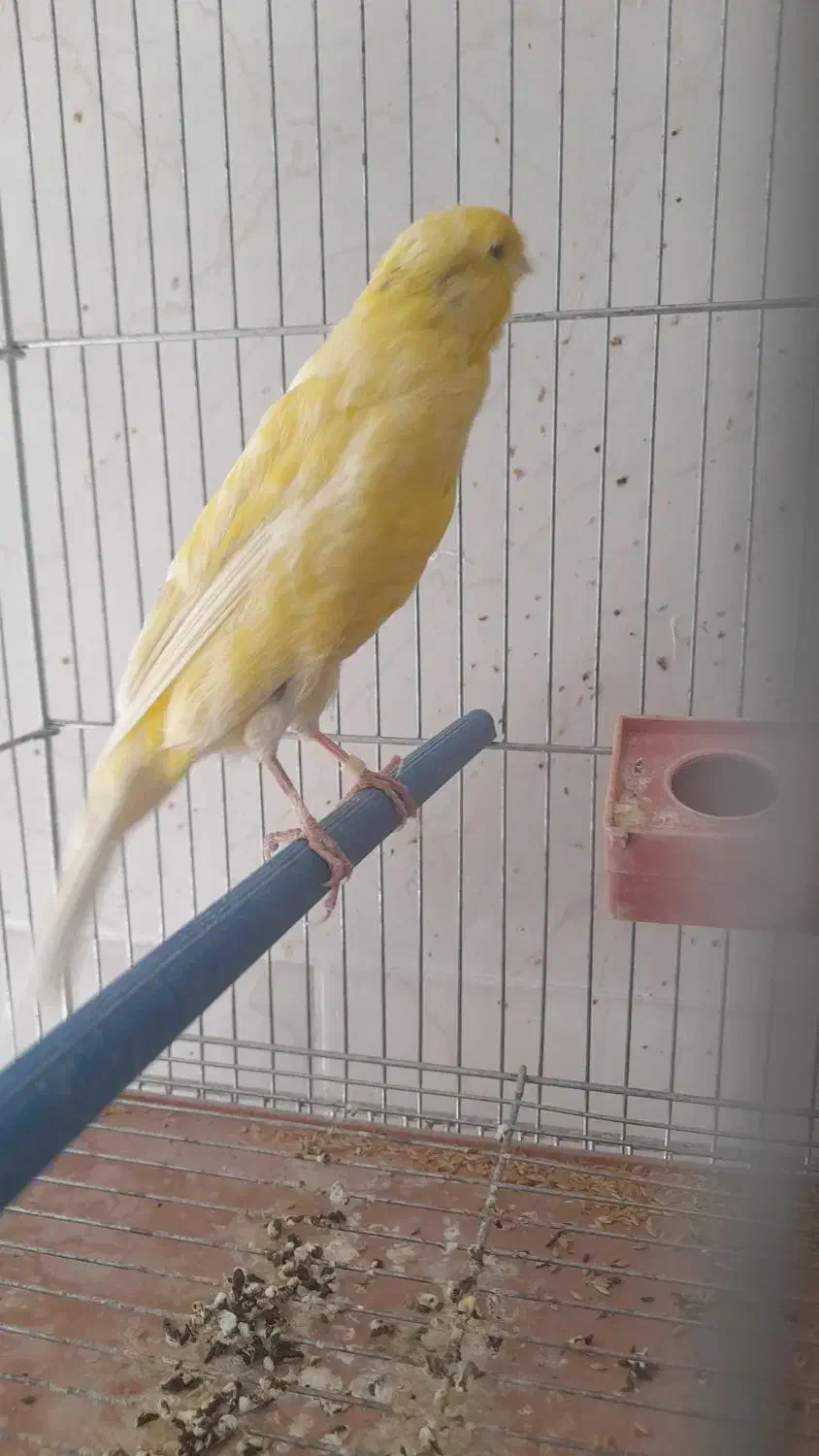 فروش قناری|پرنده|فولادشهر, مسکن مهر فولادشهر|دیوار