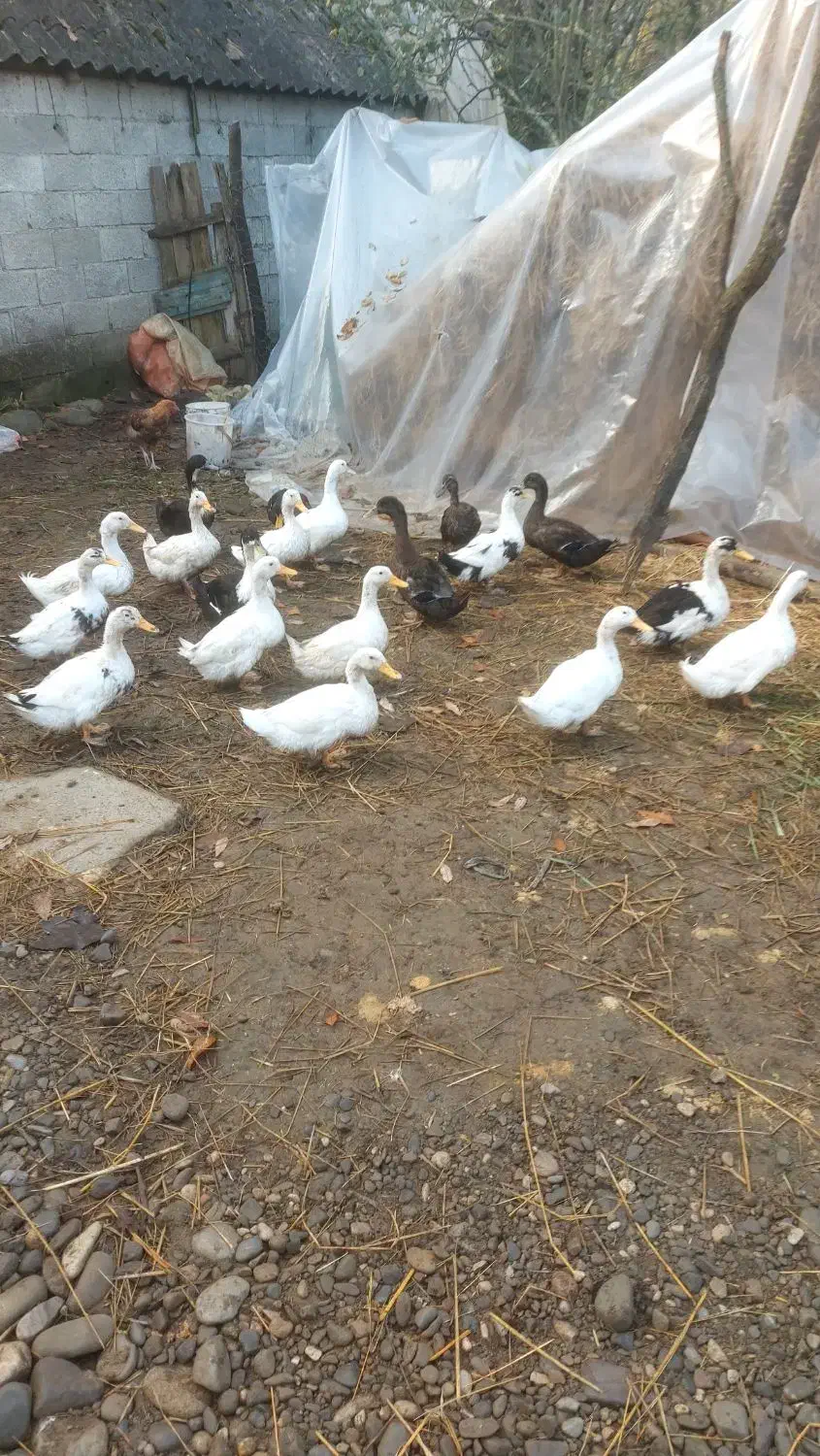 فروش فوری تعدادی اردک و بوقلمون به فروش میرسد|حیوانات مزرعه|رضوانشهر, |دیوار