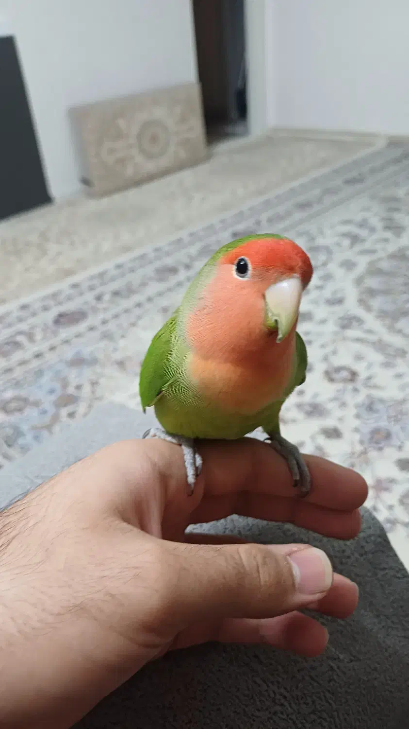 طوطی کوتوله برزیلی دستی ( Rosy-faced lovebird)|پرنده|اسلامشهر, شهرک قائمیه|دیوار