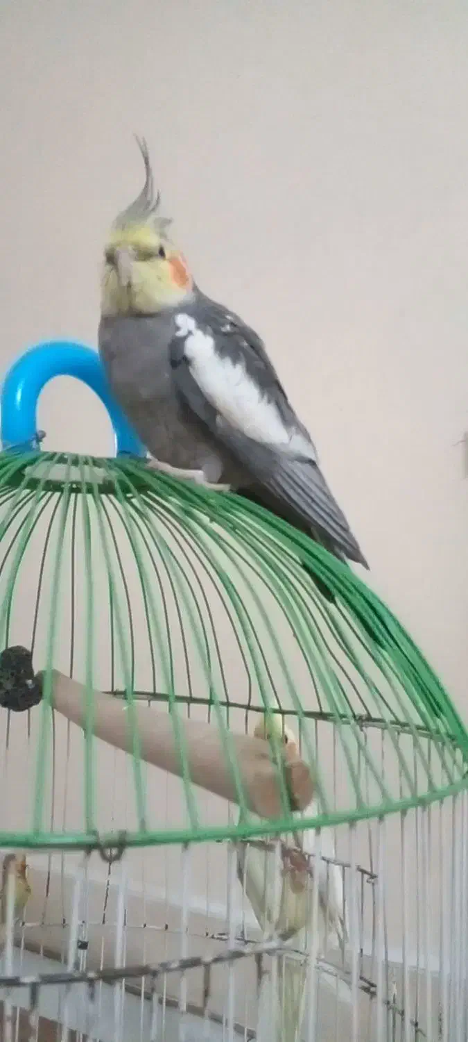 عروس‌هلندی‌من‌ازقفس‌رفته‌هرکس‌کرفته‌بیاره‌بده|حیوانات|باقرشهر, |دیوار