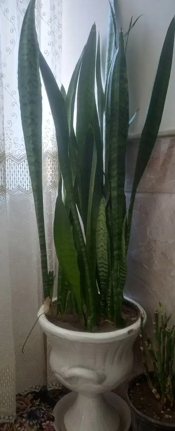 ۲عددگل خوب وسرحال|گل و گیاه طبیعی|نیشابور, مازول|دیوار