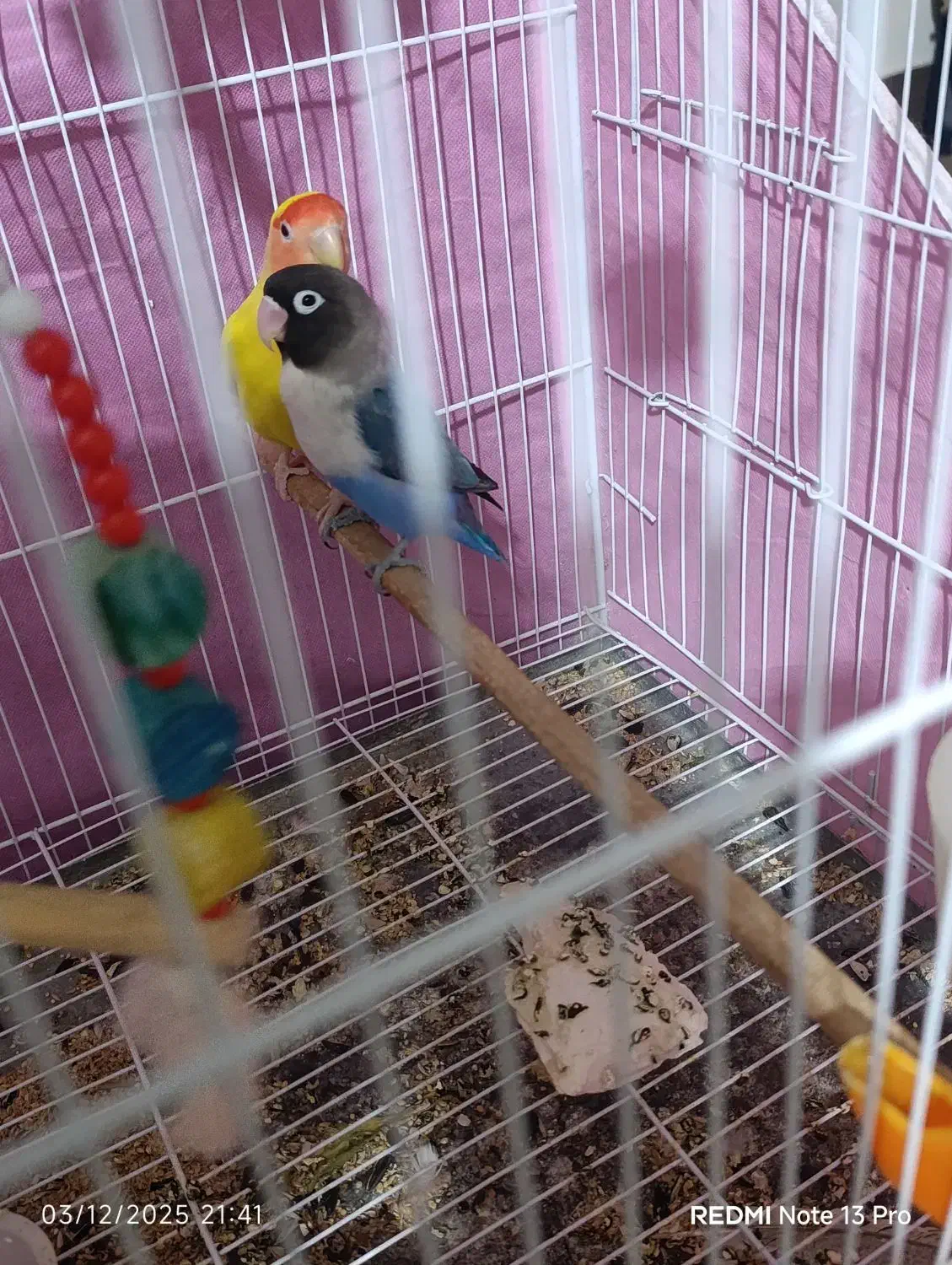 جفت طوطی برزیلی|پرنده|گنبد کاووس, |دیوار