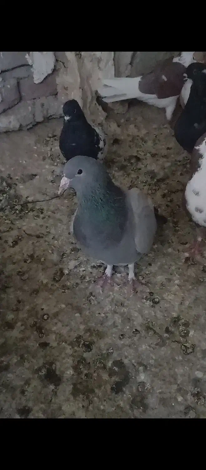 مینا سبز نر|پرنده|زاهدان, |دیوار