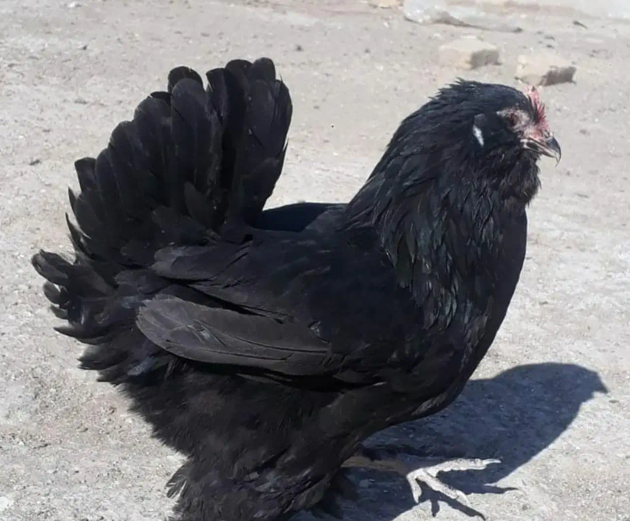 مرغ مرندی تخمگذار|حیوانات مزرعه|اقبالیه, |دیوار