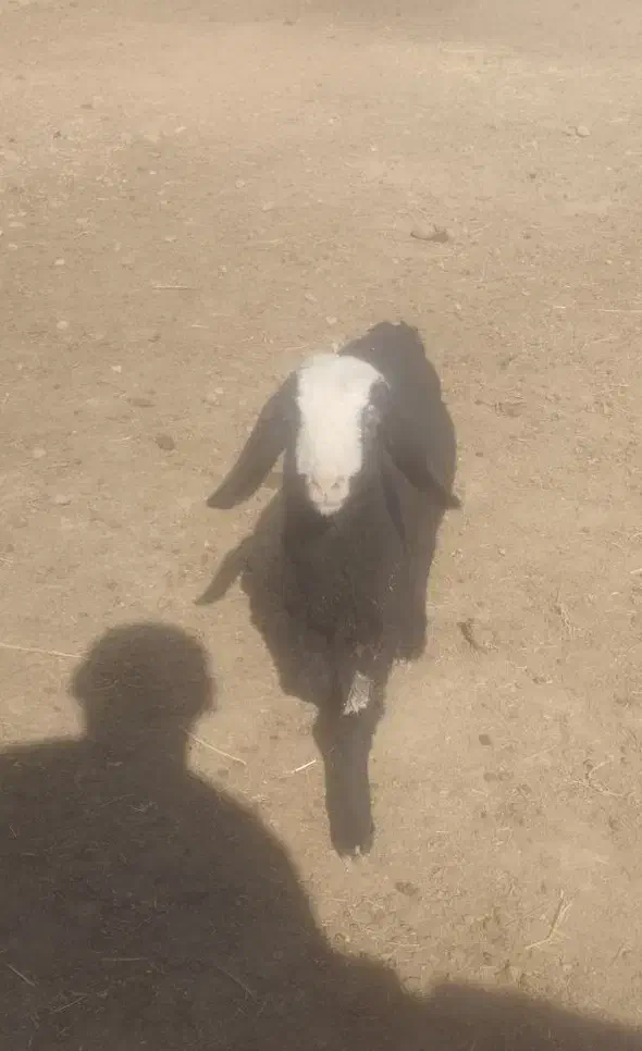 بره شیری درشت|حیوانات مزرعه|رامند, |دیوار