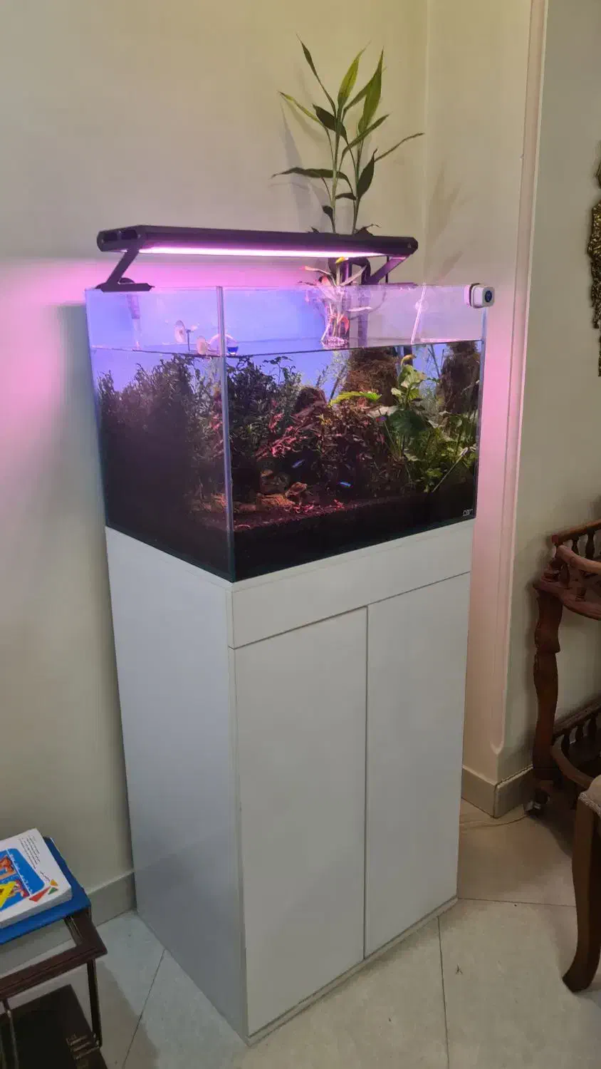 آکواریوم حرفهای پلنت|ماهی|تهران, شهرآرا|دیوار