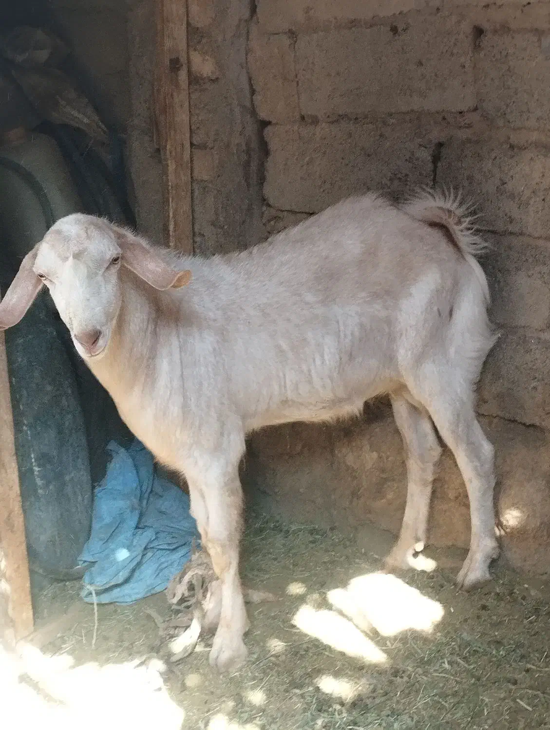 تروشک|حیوانات مزرعه|میرجاوه, |دیوار