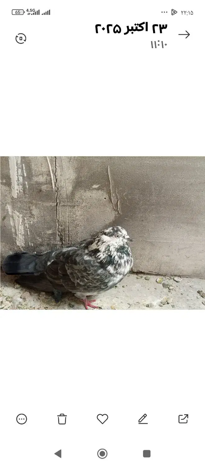 تعدادی کبوتر. سالم تکی یا باهم|پرنده|تهران, فرزانه|دیوار