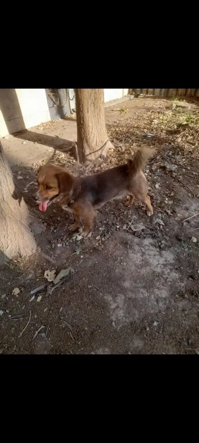 این سگ پیدا شده|حیوانات|تهران, جابری|دیوار