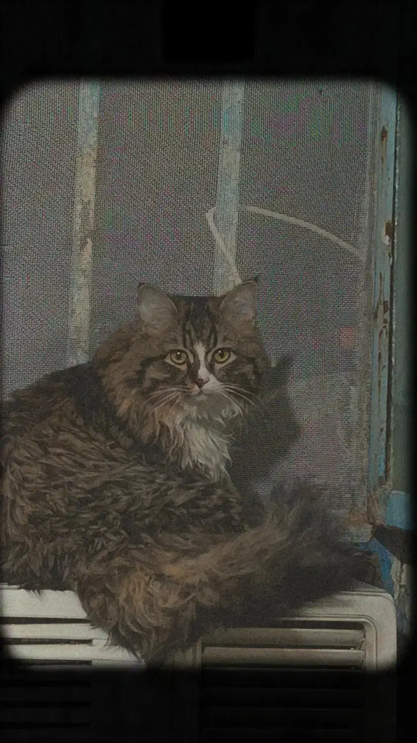 گربه|گربه|یزد, |دیوار