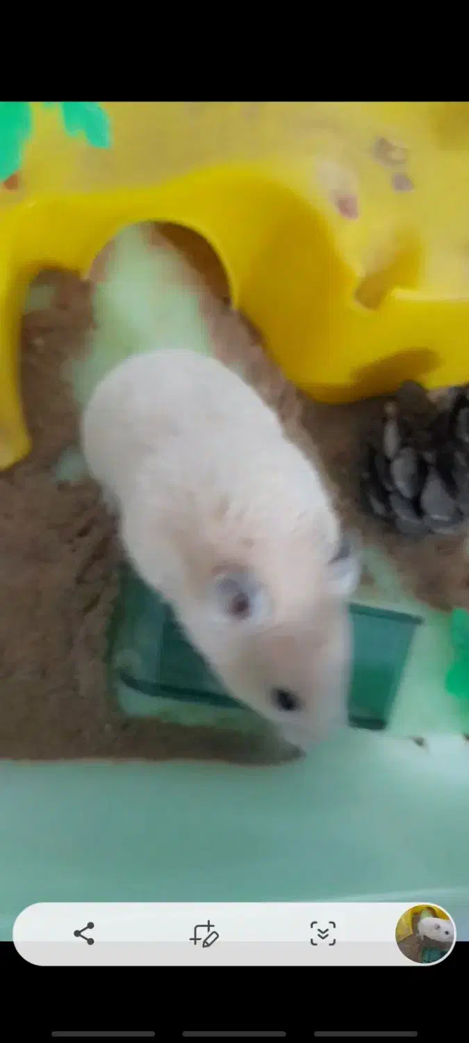 همستر با جزیزه کامل|موش و خرگوش|طارم (زنجان), |دیوار