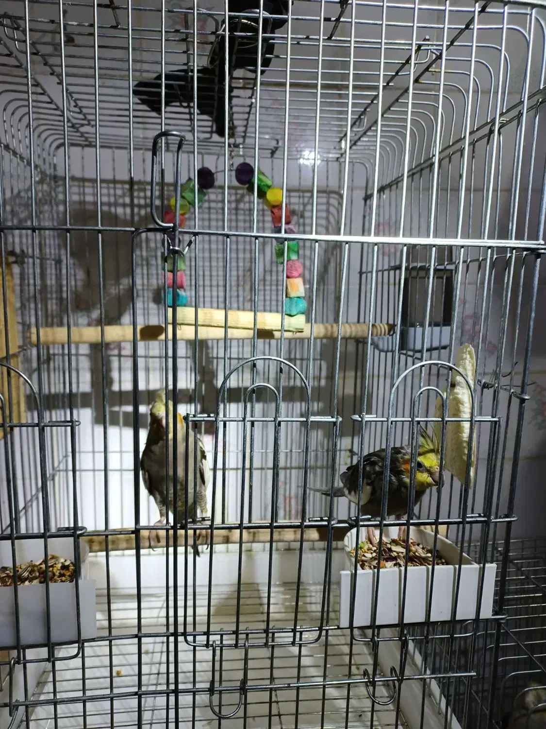 عروس هلندی|پرنده|آبپخش, |دیوار