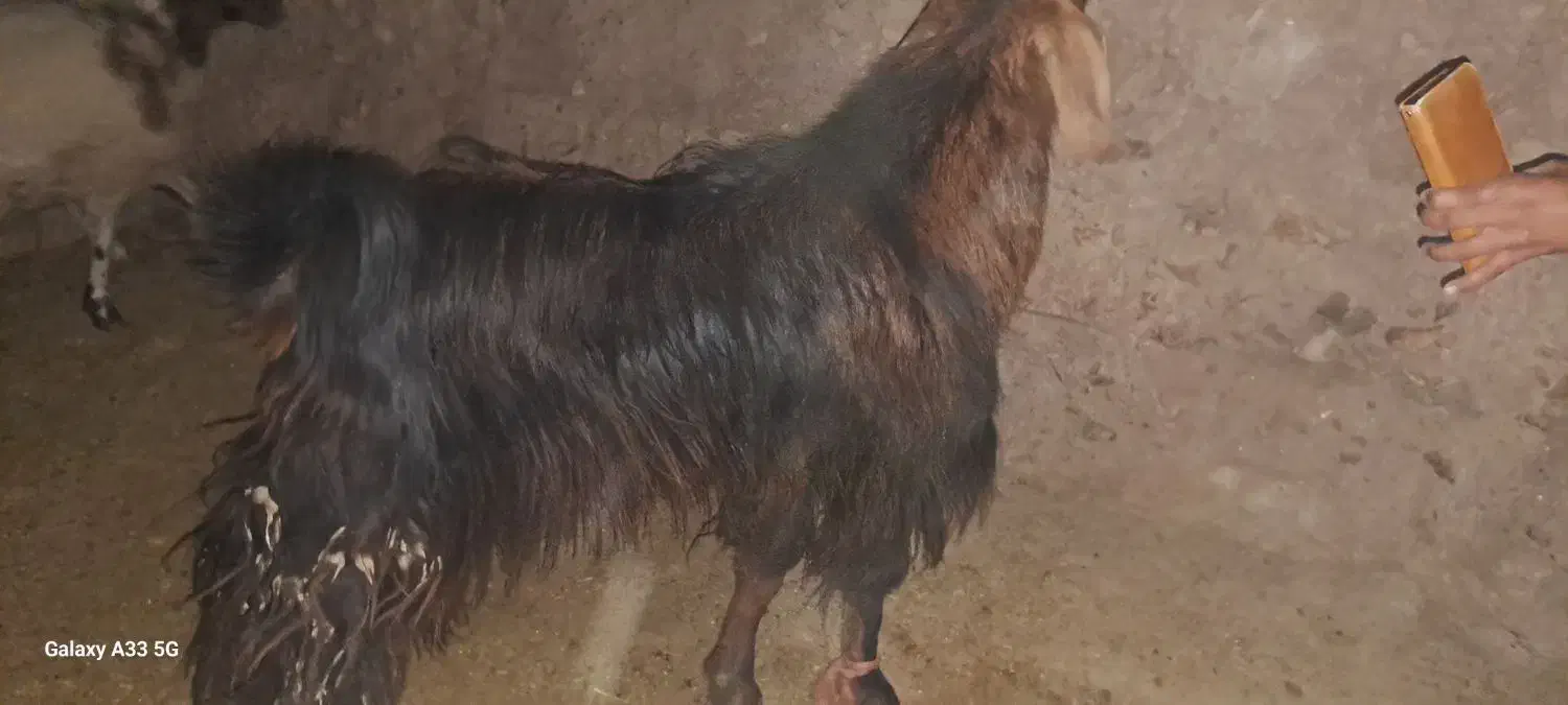 تکه دو رگه|حیوانات مزرعه|نیمبلوک, |دیوار