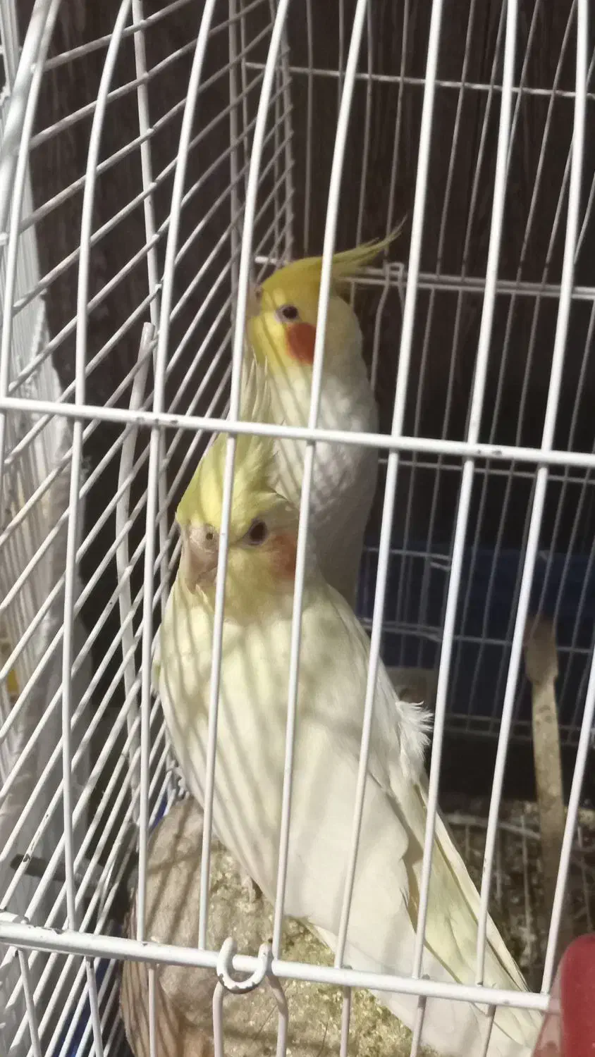 عروس هلندی|پرنده|رشت, پل تالشان|دیوار