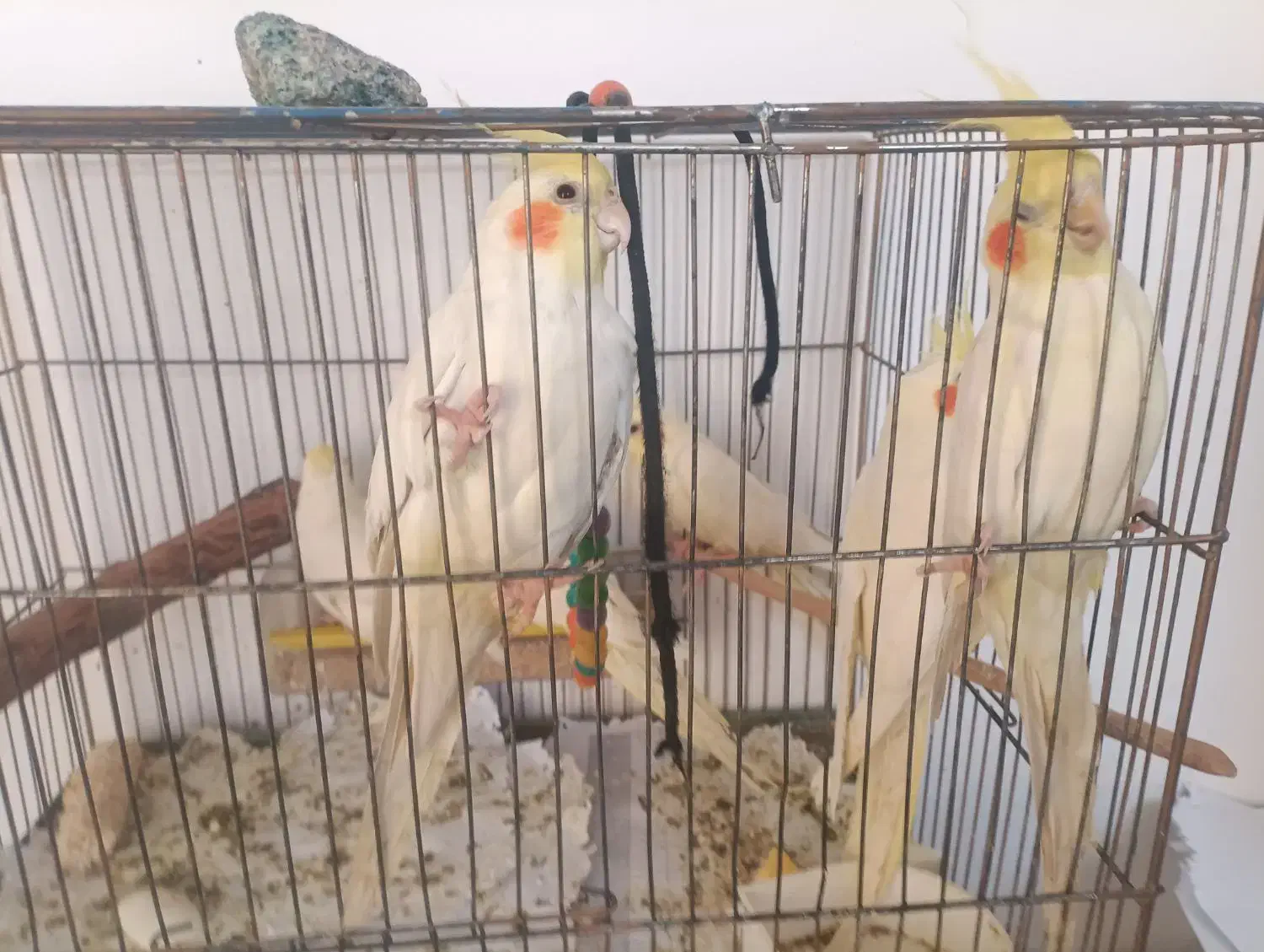 عروس هلندی|پرنده|تهران, منیریه|دیوار