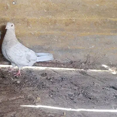 ماده تهرانی|پرنده|اشتهارد, |دیوار