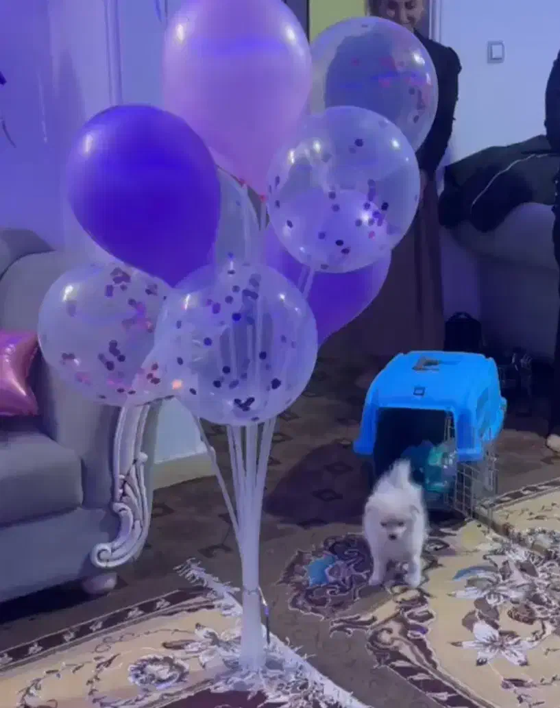 سگ پامر اشپیتز|سگ|شیراز, شهرک گلستان|دیوار