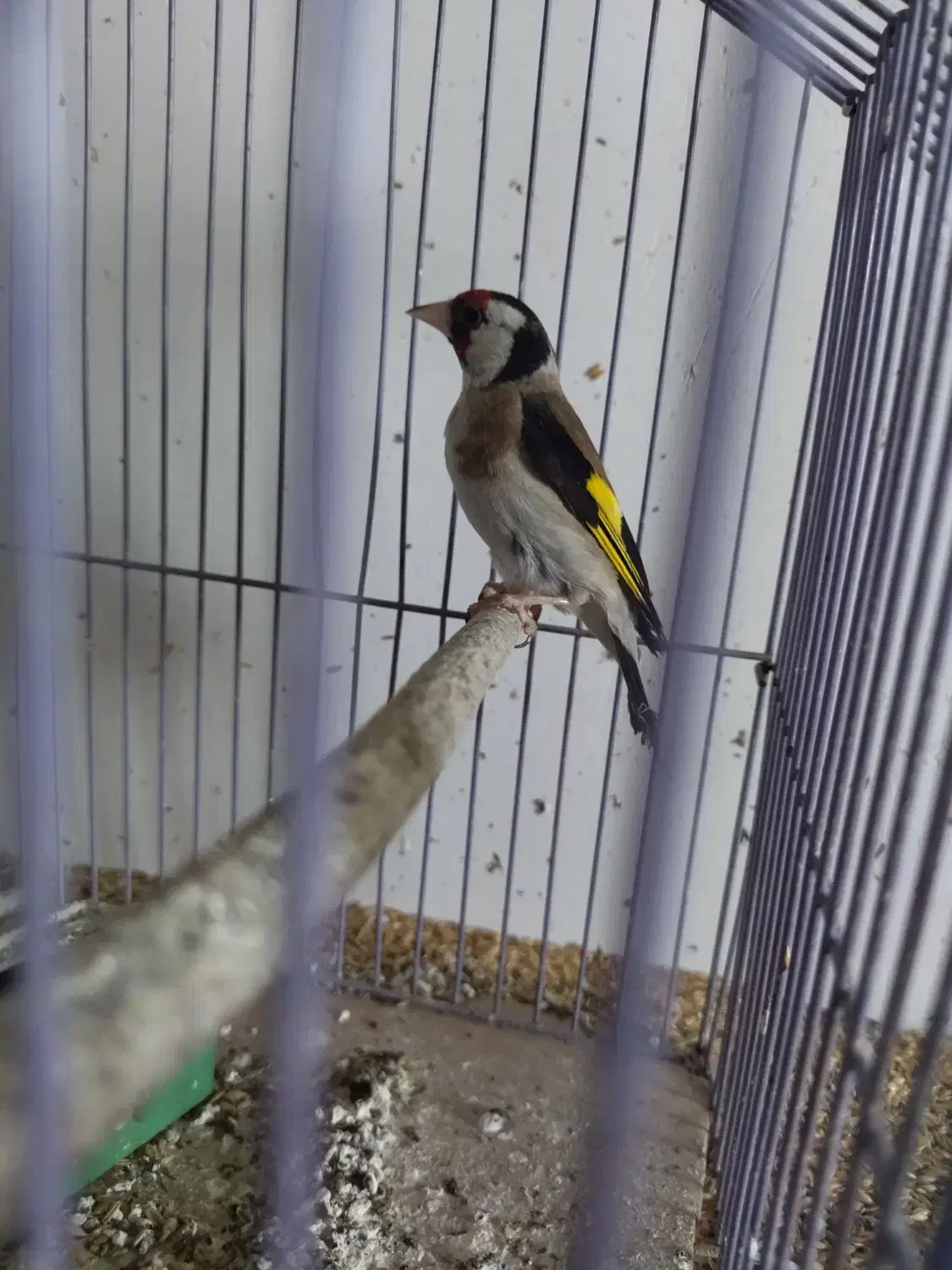 فقط معاوضه با دوبر نر|پرنده|اردبیل, |دیوار