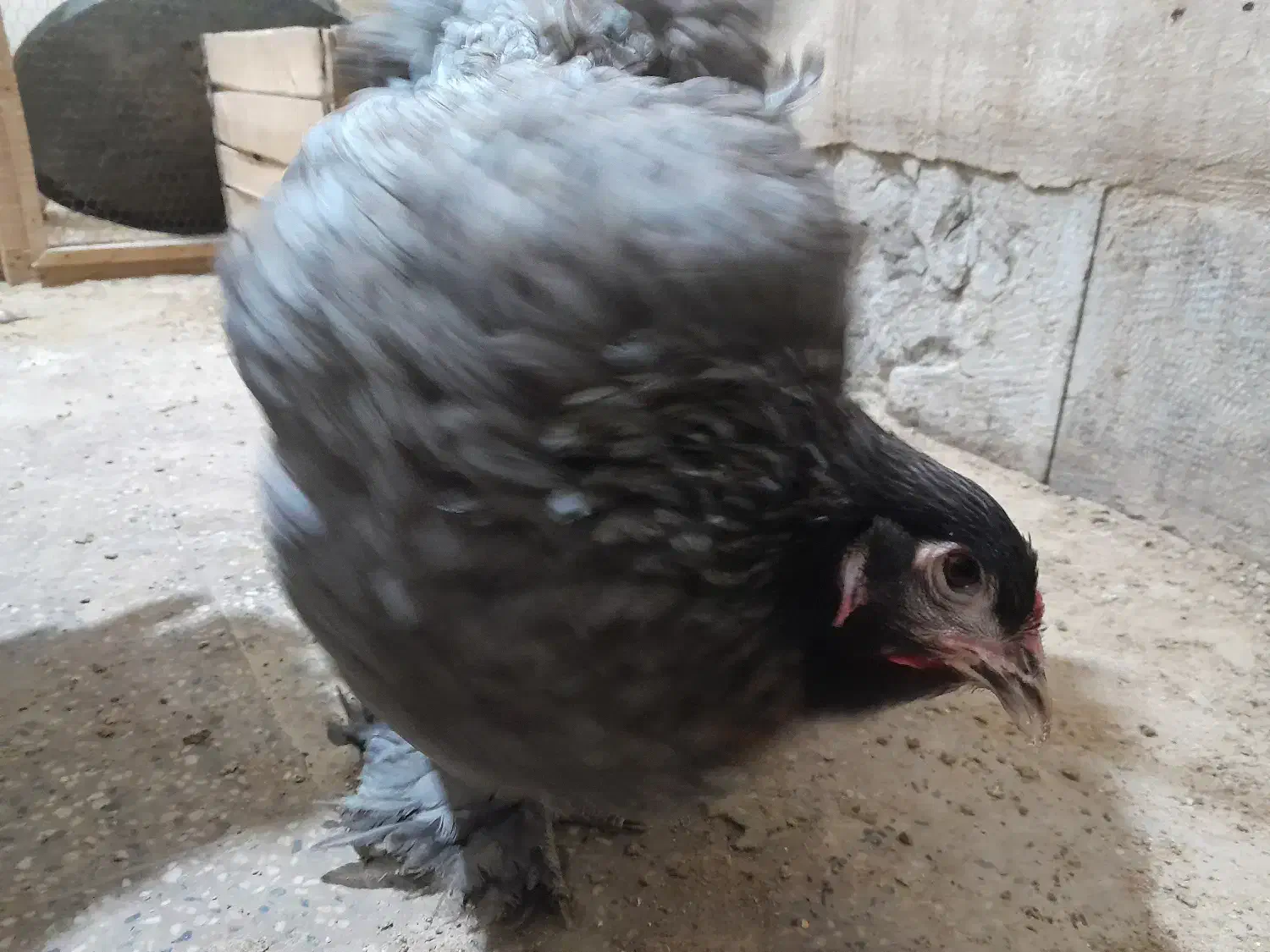 تخم نطفه دار برهما|حیوانات مزرعه|نجفآباد, امام خمینی|دیوار