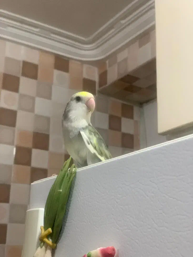 فروش  کوتوله دستی|پرنده|مهر, |دیوار