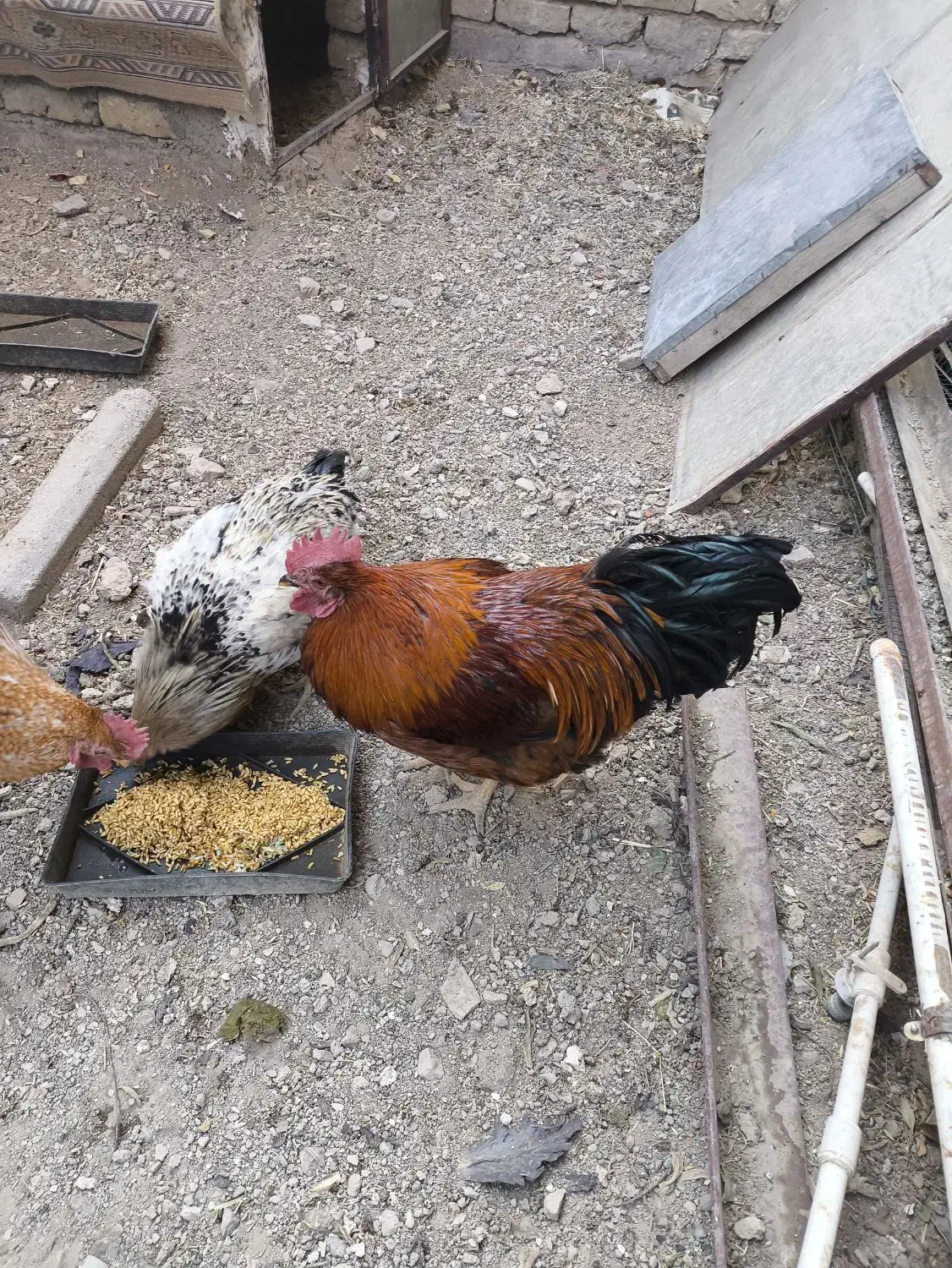 خروس جوان محلی|حیوانات مزرعه|رزن, |دیوار