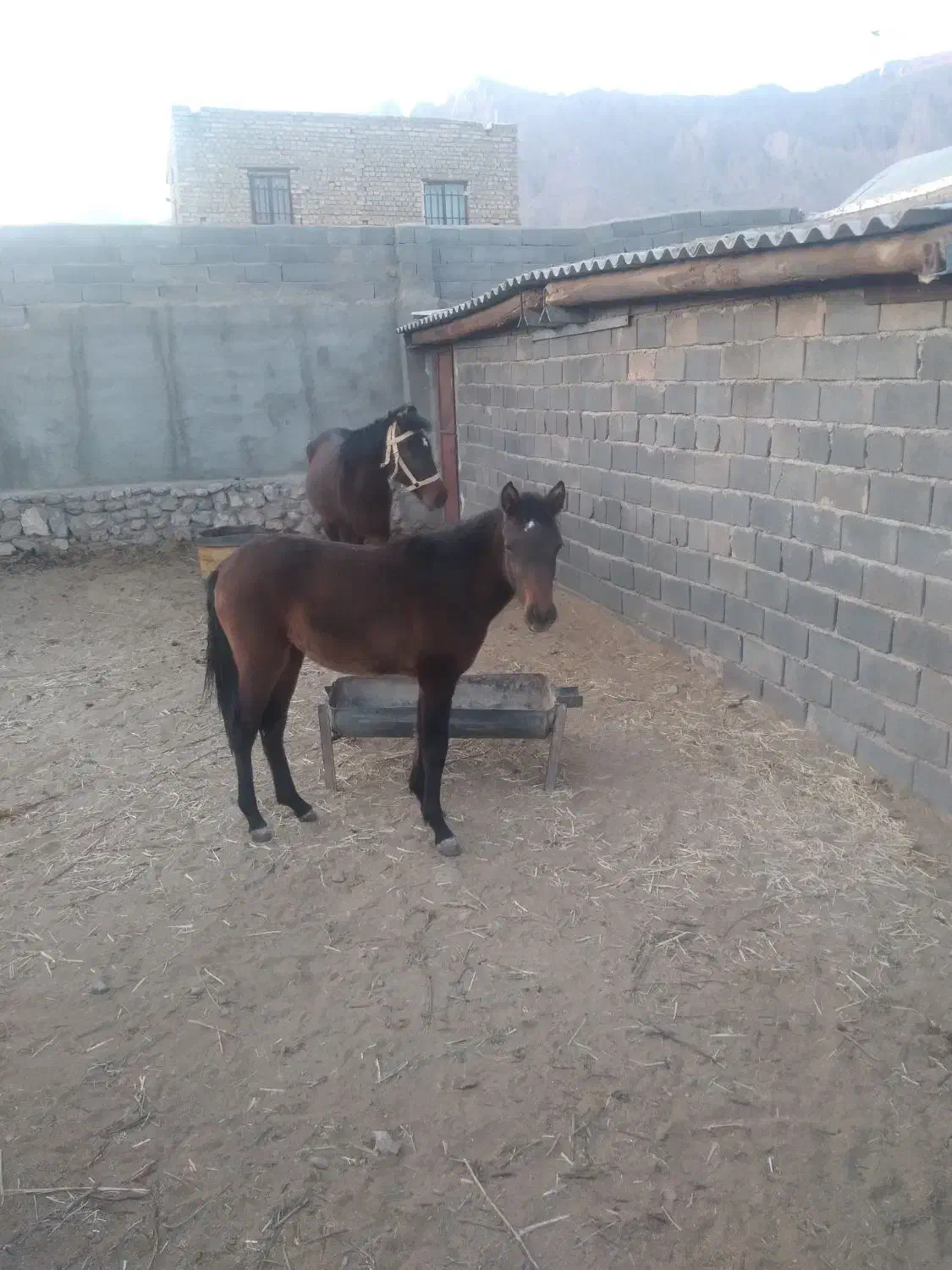 فروش اسب|اسب و تجهیزات اسب‌سواری|مهدی شهر, |دیوار