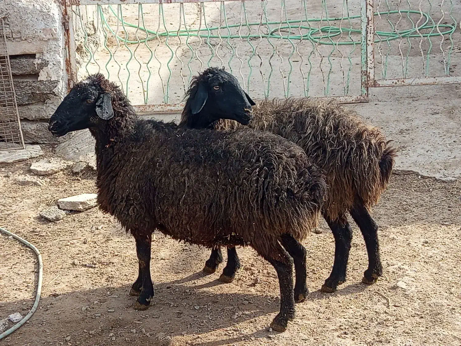 دو عدد میش|حیوانات مزرعه|خنداب, |دیوار