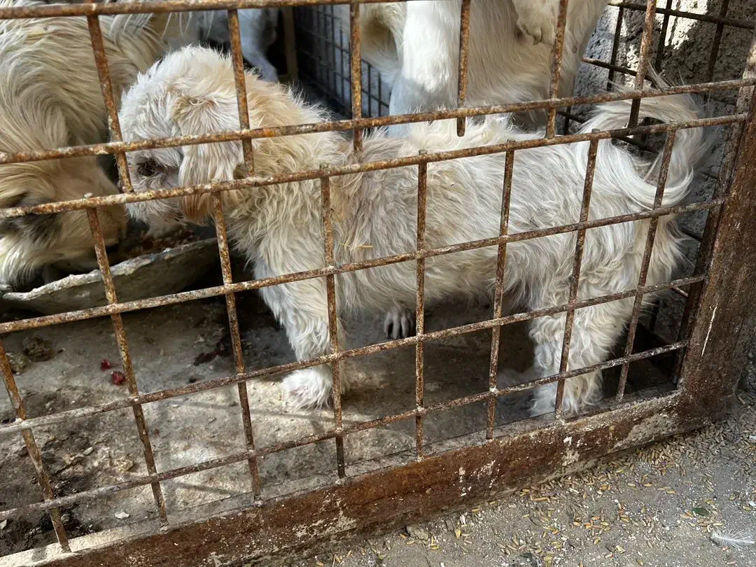 سگ پاکوتاه نر|سگ|هشتگرد, تهران دشت|دیوار