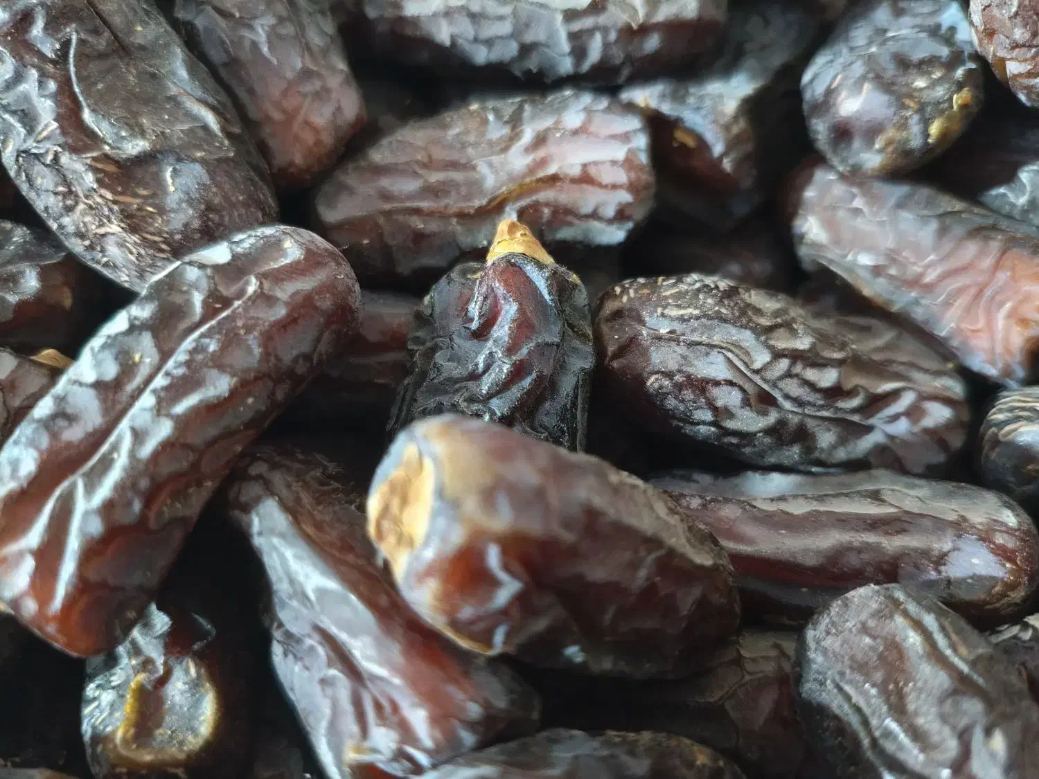 خرما|عمده‌فروشی|سیرجان, |دیوار