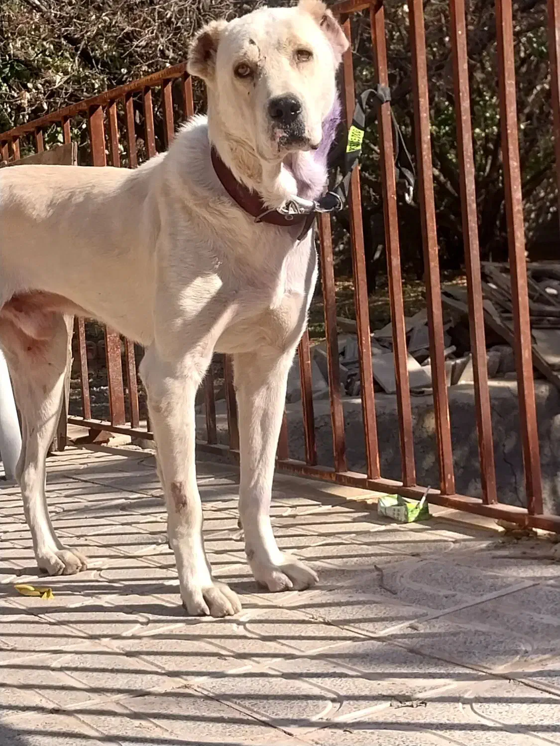 واگذاری افغان|سگ|ماهان, |دیوار