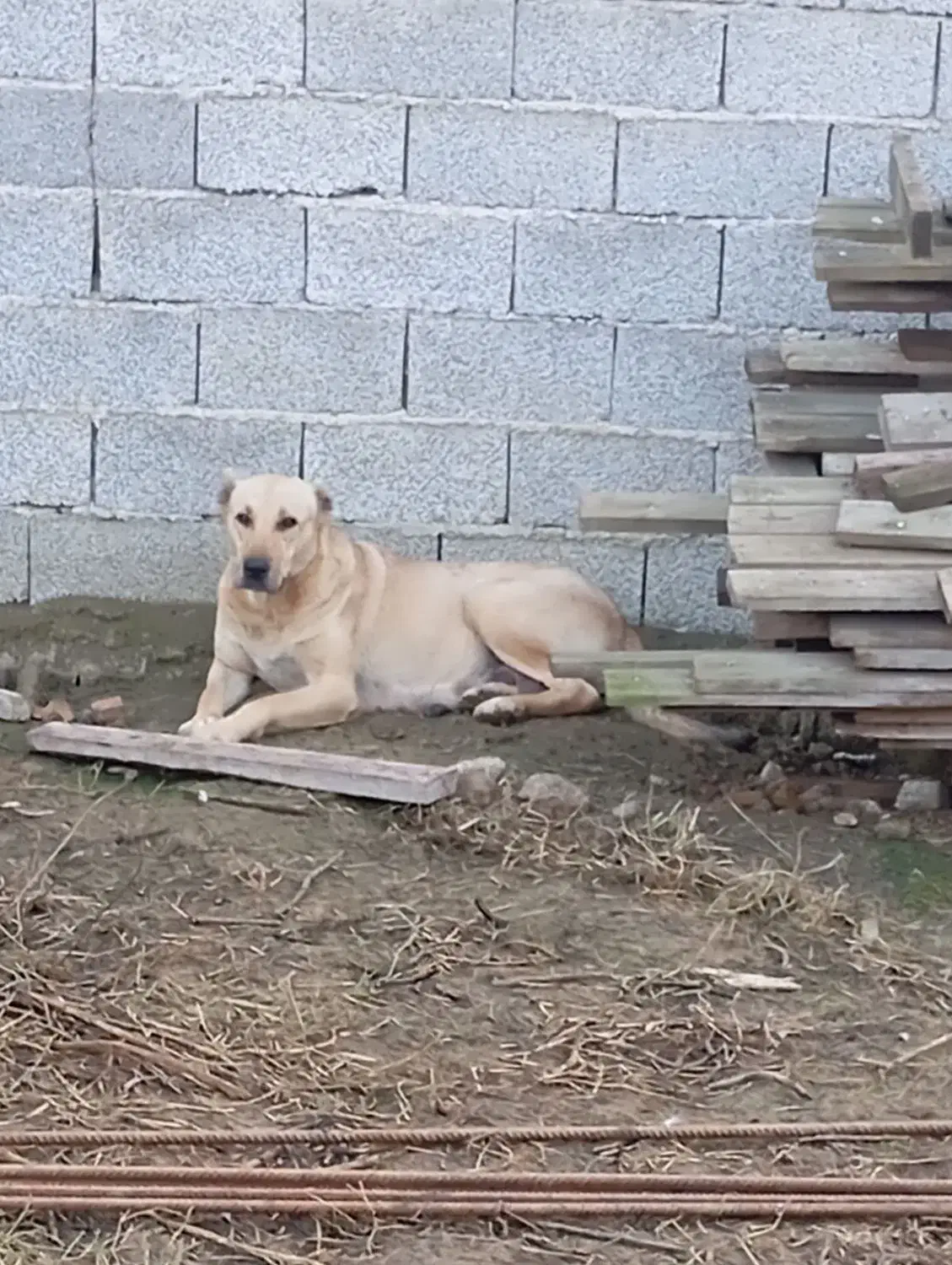 واگذاری سگ سرابی|سگ|رشت, آب و برق|دیوار