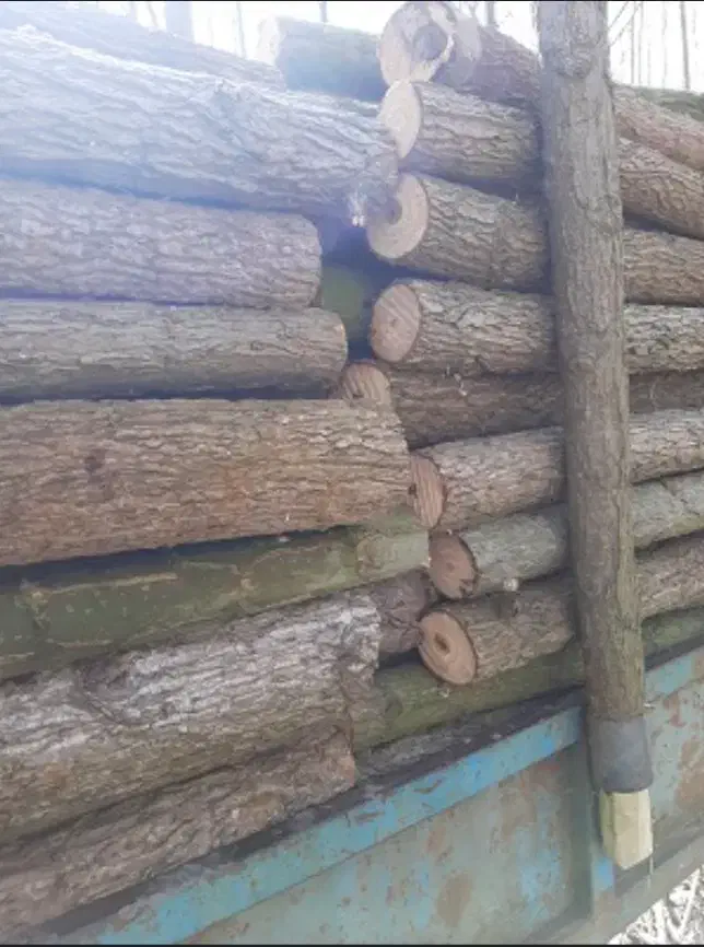 خریدار چوب|خدمات باغبانی و درختکاری|اسالم, |دیوار