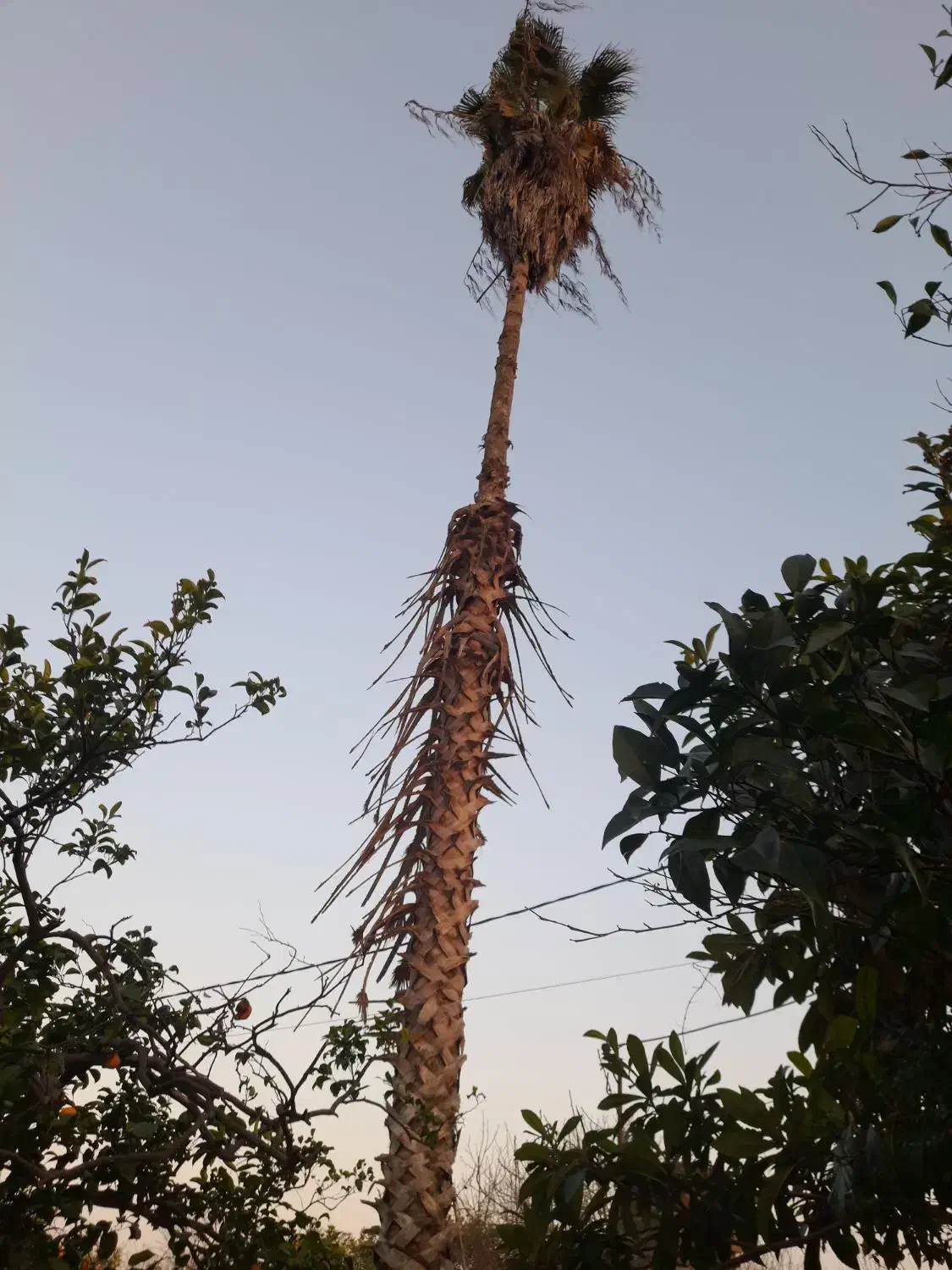 پالم|گل و گیاه طبیعی|ساری, |دیوار