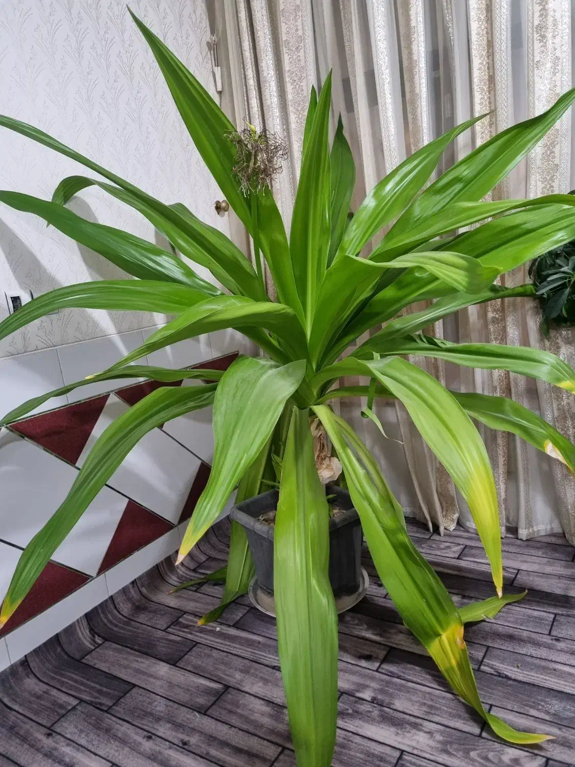 گل اشک ملکه|گل و گیاه طبیعی|قهدریجان, |دیوار