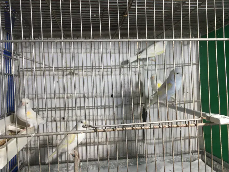 قناری|پرنده|ری, علایین|دیوار