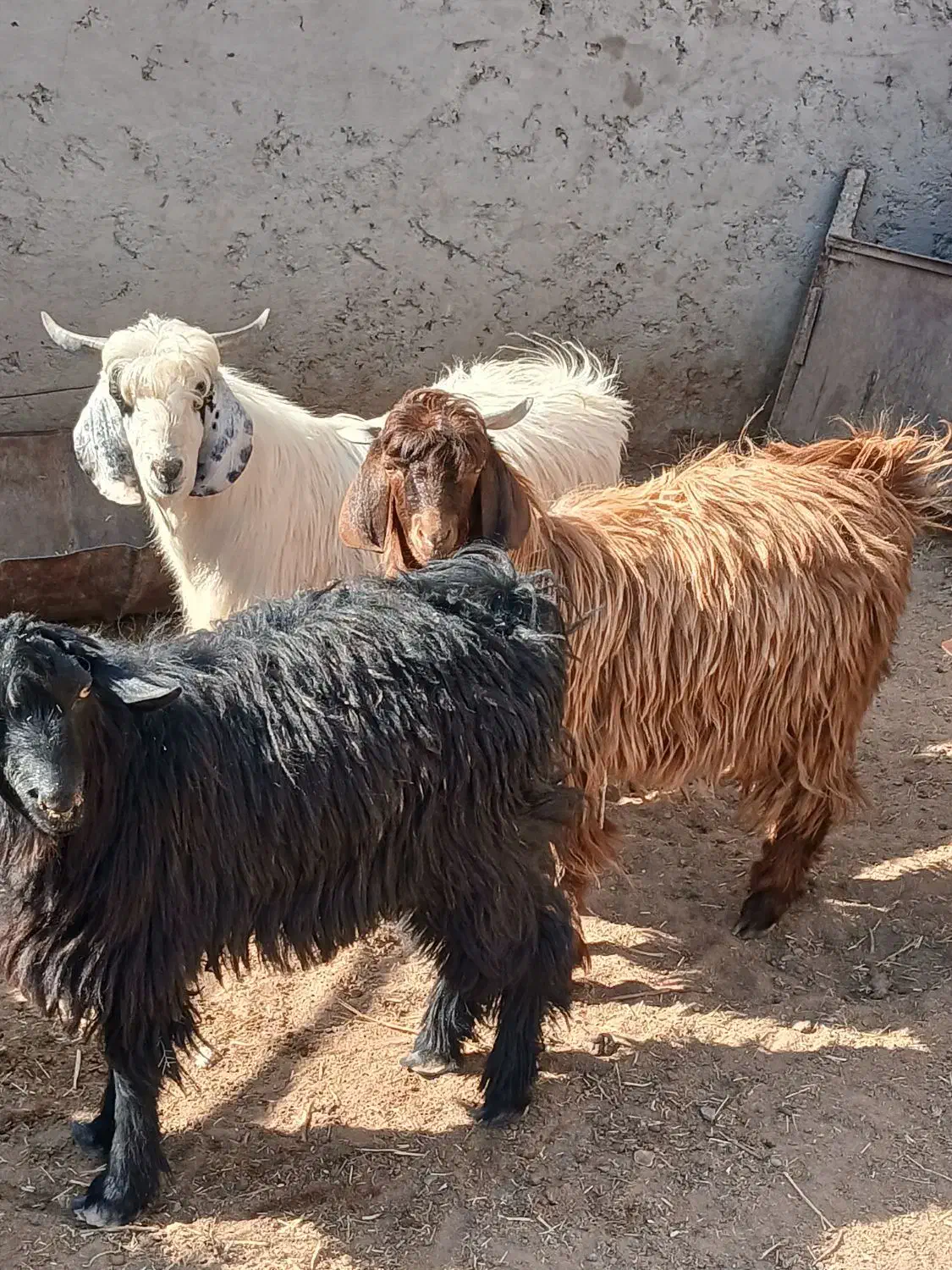 کهره جوان چاق|حیوانات مزرعه|تیمور آباد, |دیوار