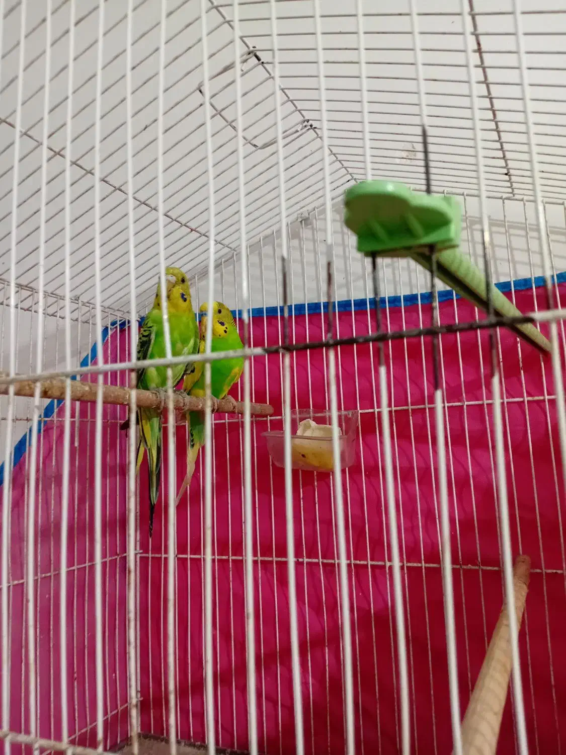 یه جفت مرغ عشق مولد  معاوضه با کفتر|پرنده|قزوین, |دیوار